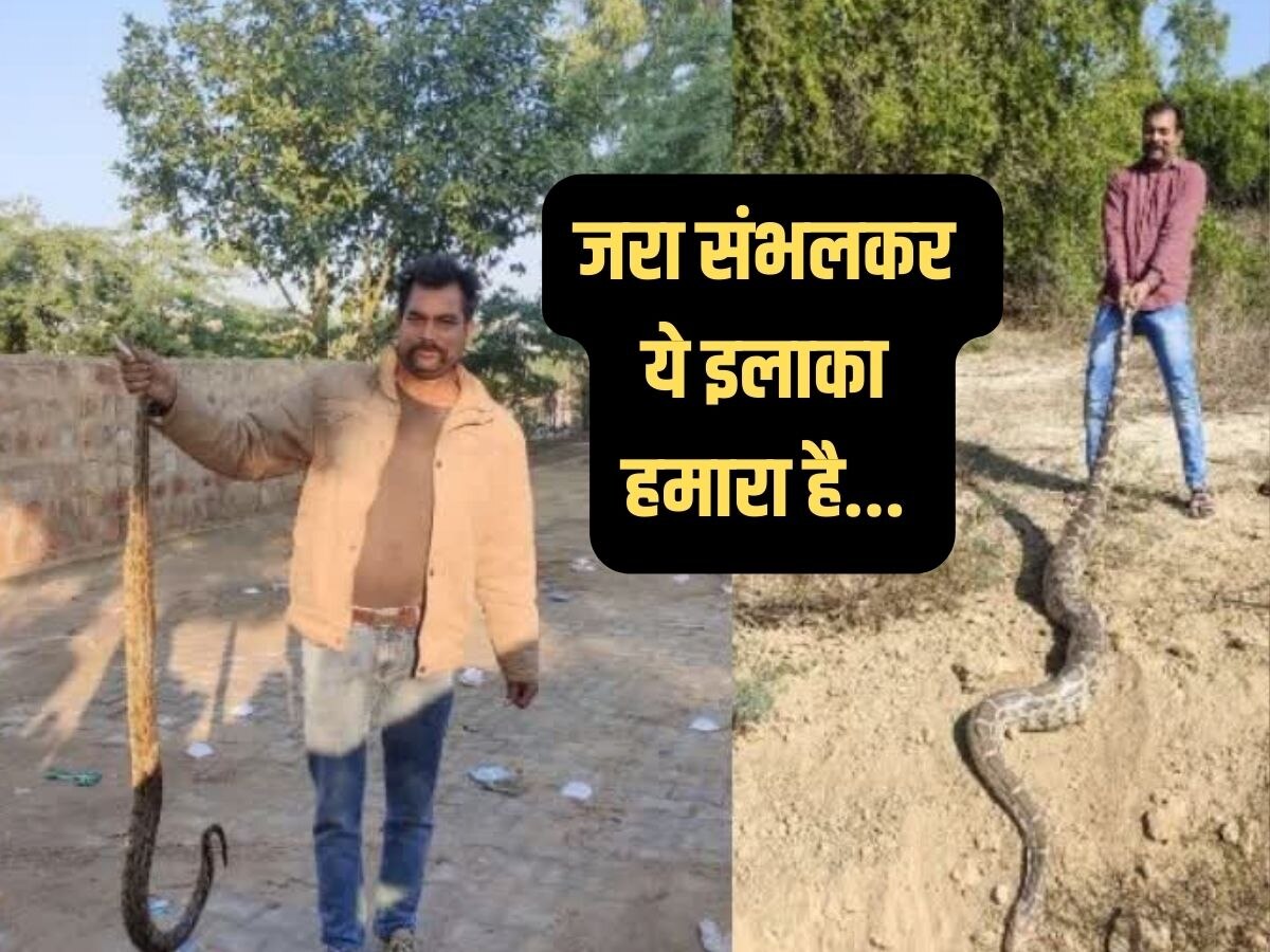 King Cobra: राजस्थान की इस जगह पर मौजूद हैं सांपों की 13 प्रजातियां, लोग कहते हैं अजगरों का किला 