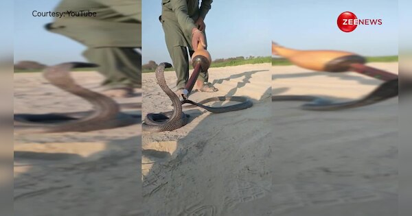 king cobra As soon as the snake charmer touched the snake, the snake ...