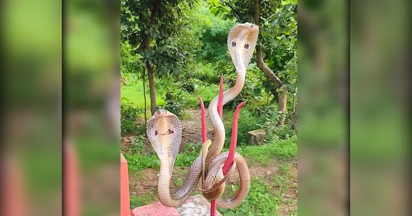 King Cobra Nagdev arrived to visit shiva Mahadev on Nag Panchami watch ...