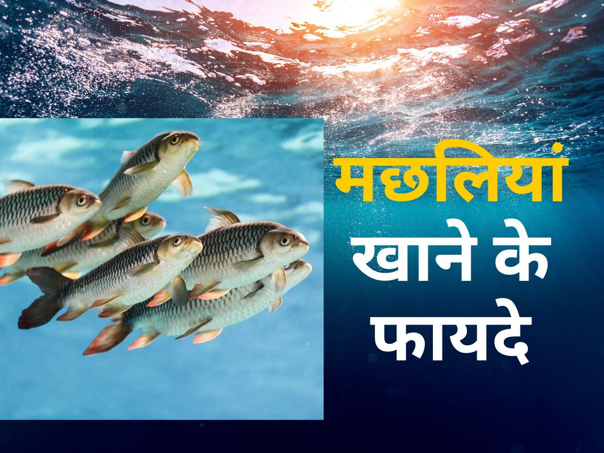 What Are The 10 Health Benefits Of Eating Fatty Fish Machhliyan Khane
