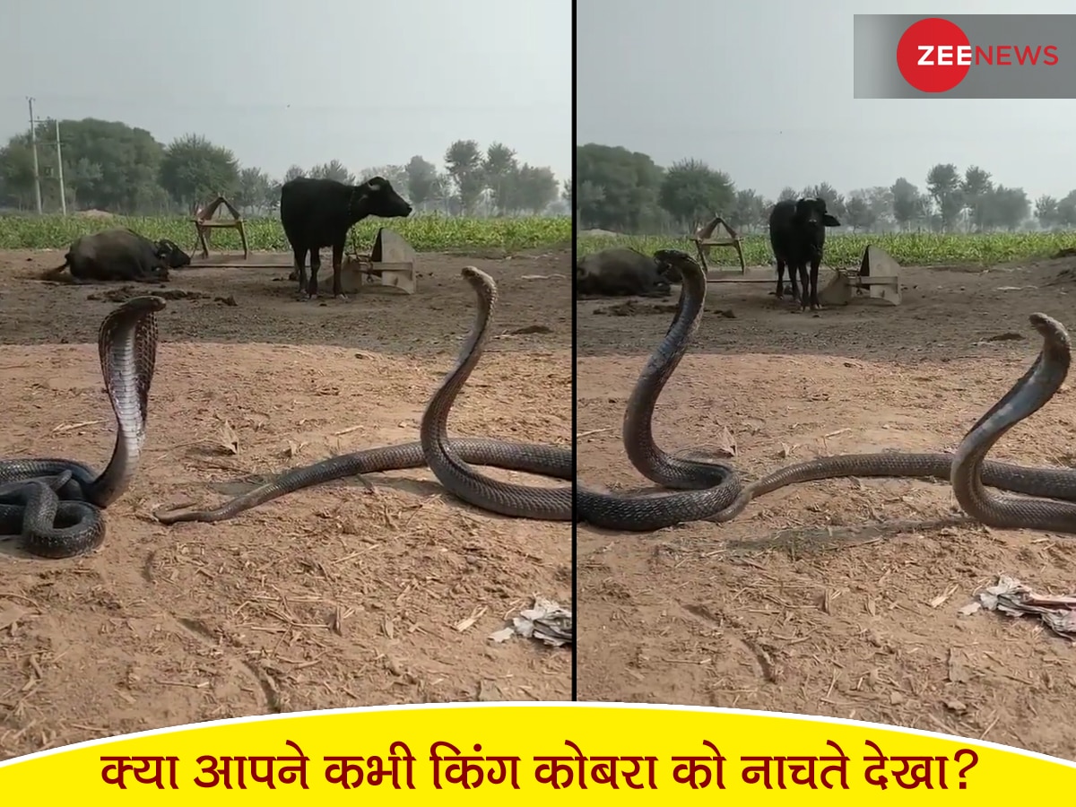 क्या आपने कभी दो King Cobra को नाचते हुए देखा? अगर नहीं तो इस शानदार Video को जरूर देखें