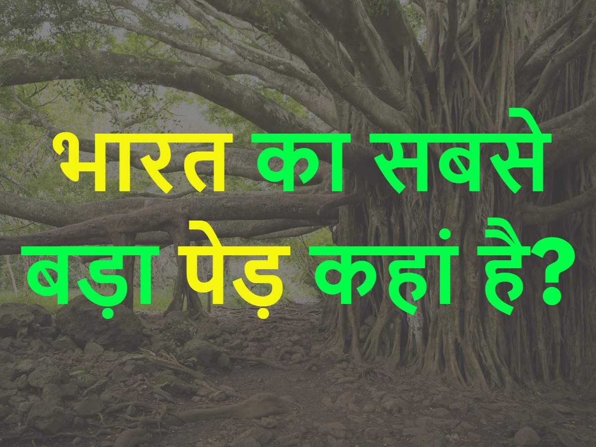 GK Quiz trending Where is the biggest tree in India | Quiz: भारत का ...