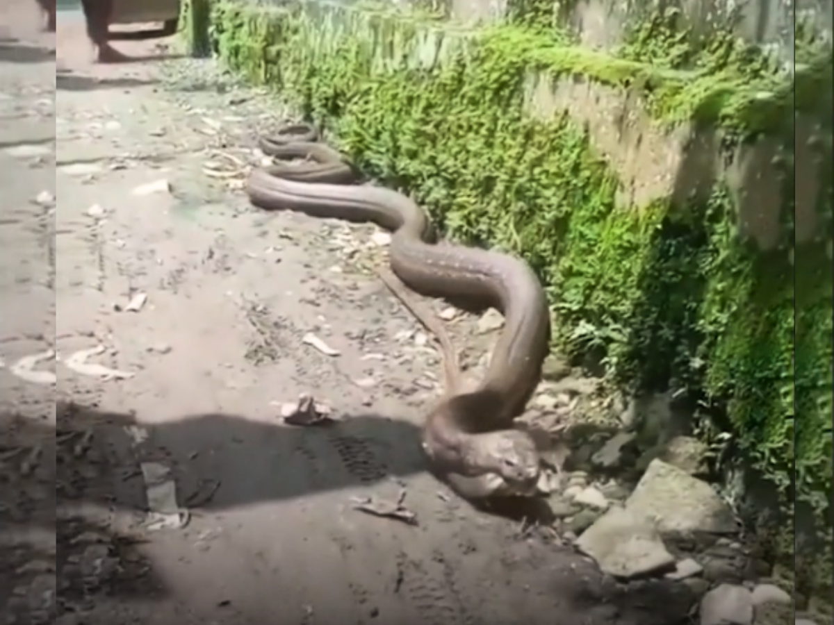 Akbar Python Attack python was coming out of narrow lane after hunting snake watch trending ...