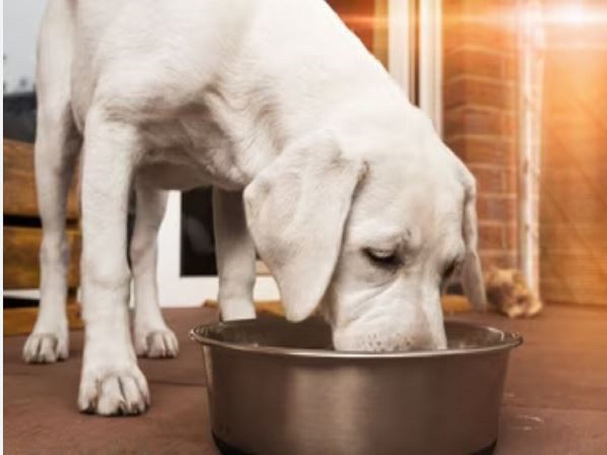 Start Pet Food Business with low cost earn 4050 thousand per month