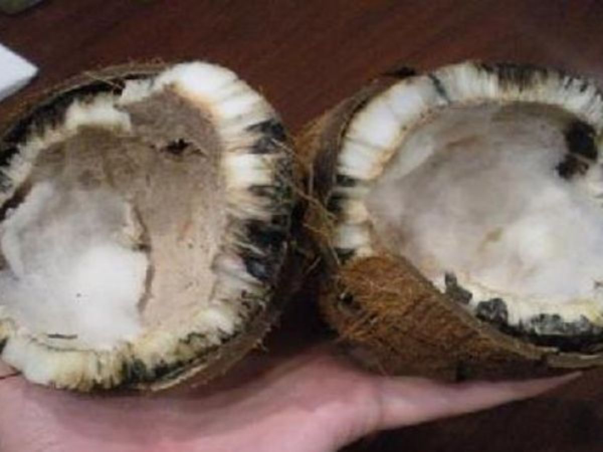 What is the meaning of rotten coconut in worship Vastu shatra nariyal