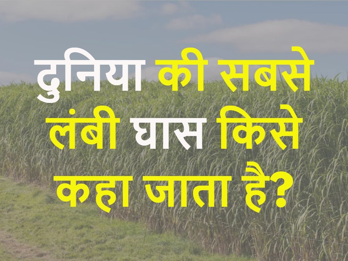 Quiz: दुनिया की सबसे लंबी घास किसे कहा जाता है?