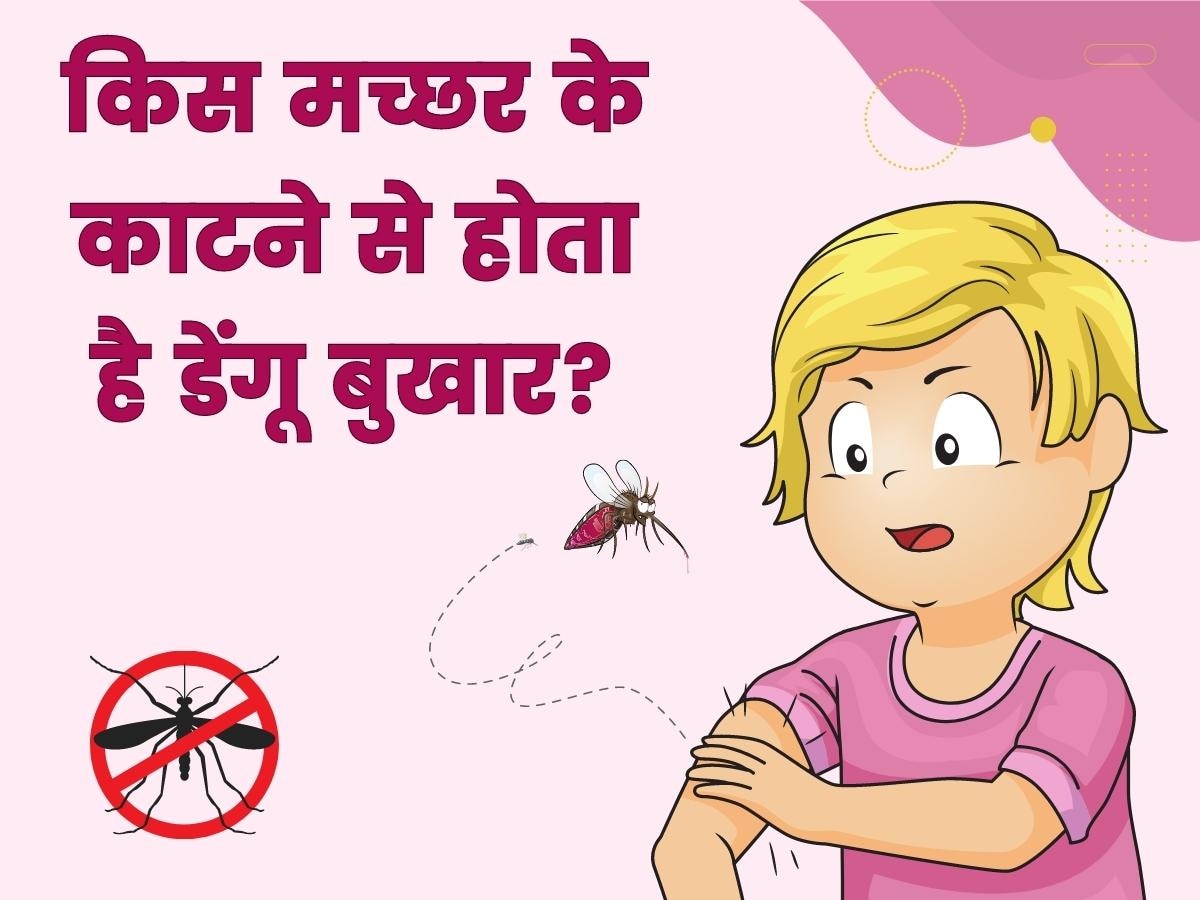 Dengue Symptoms: किस मच्छर के काटने से होता है डेंगू बुखार? अच्छे से समझ लीजिए लक्षण और नेचुरल उपाय
