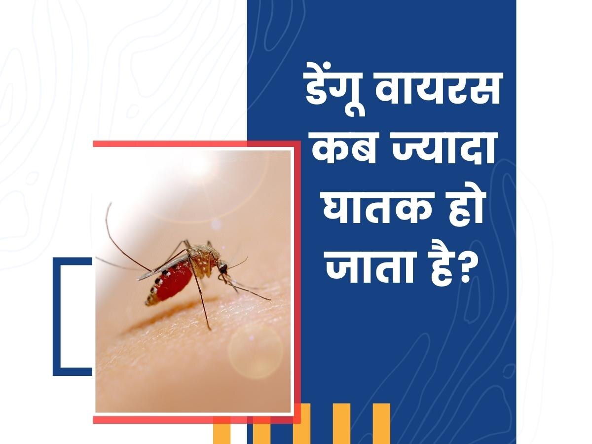 Dengue Fever: गर्म या सर्द, जानिए किस तापमान में ज्यादा घातक हो जाता है डेंगू वायरस? 