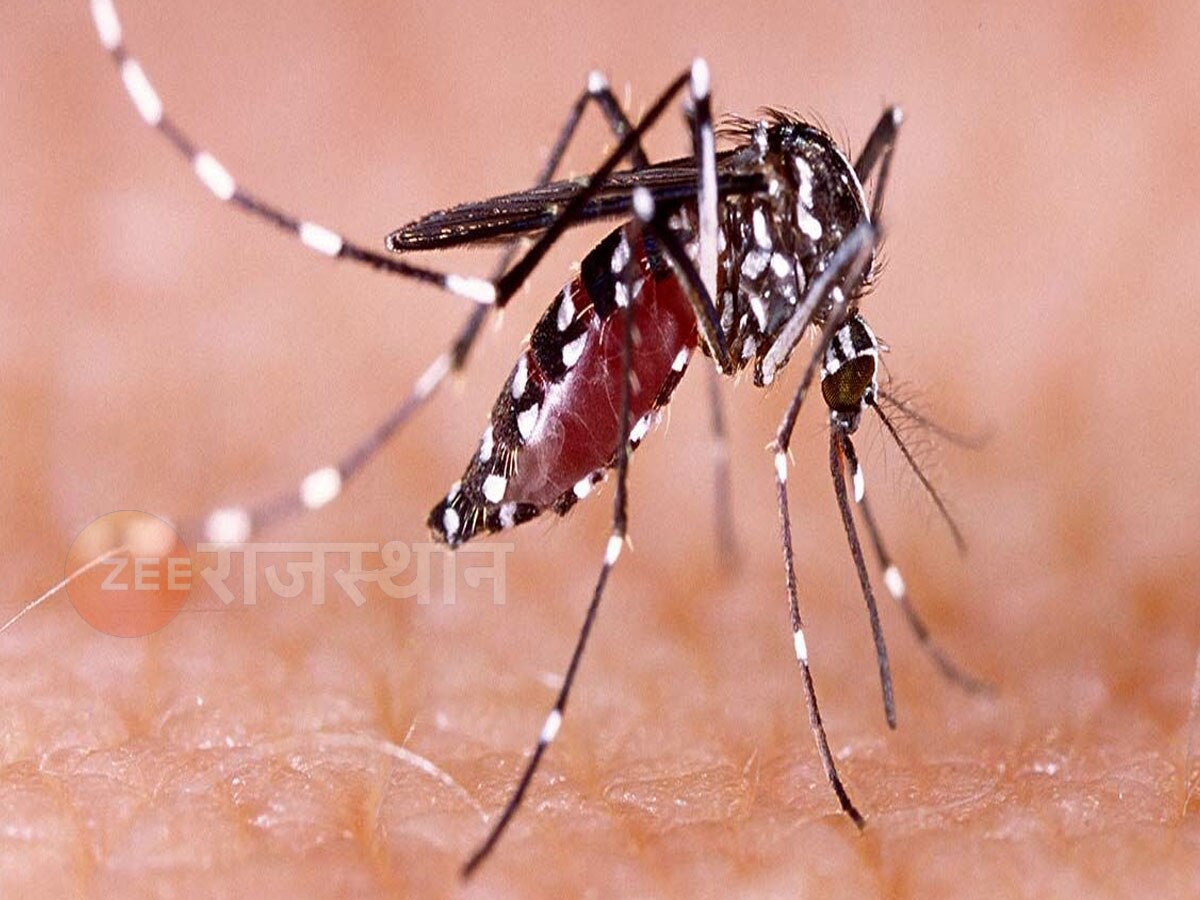 राजस्थान के इस जिले में बढ़ रहा है डेंगू का खतरा, जानिए डेंगू के घरेलू उपचार