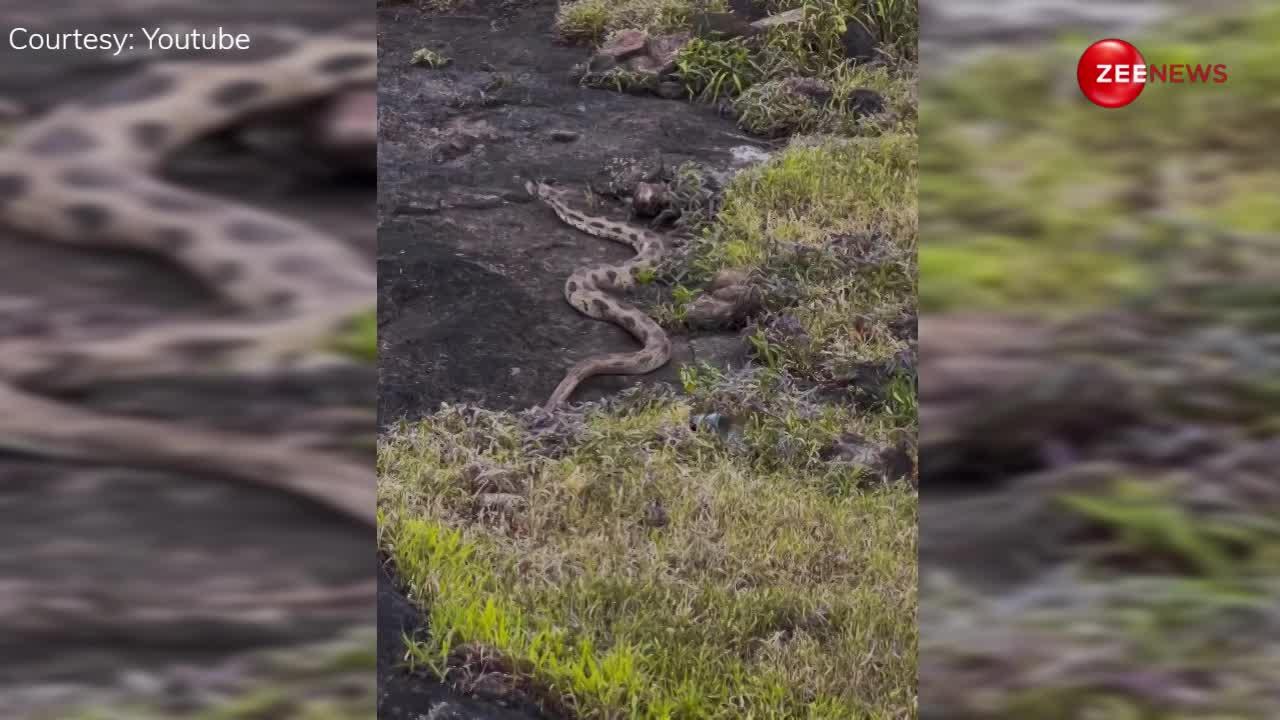 asia biggest python seen crawling on mountains you never seen before ...