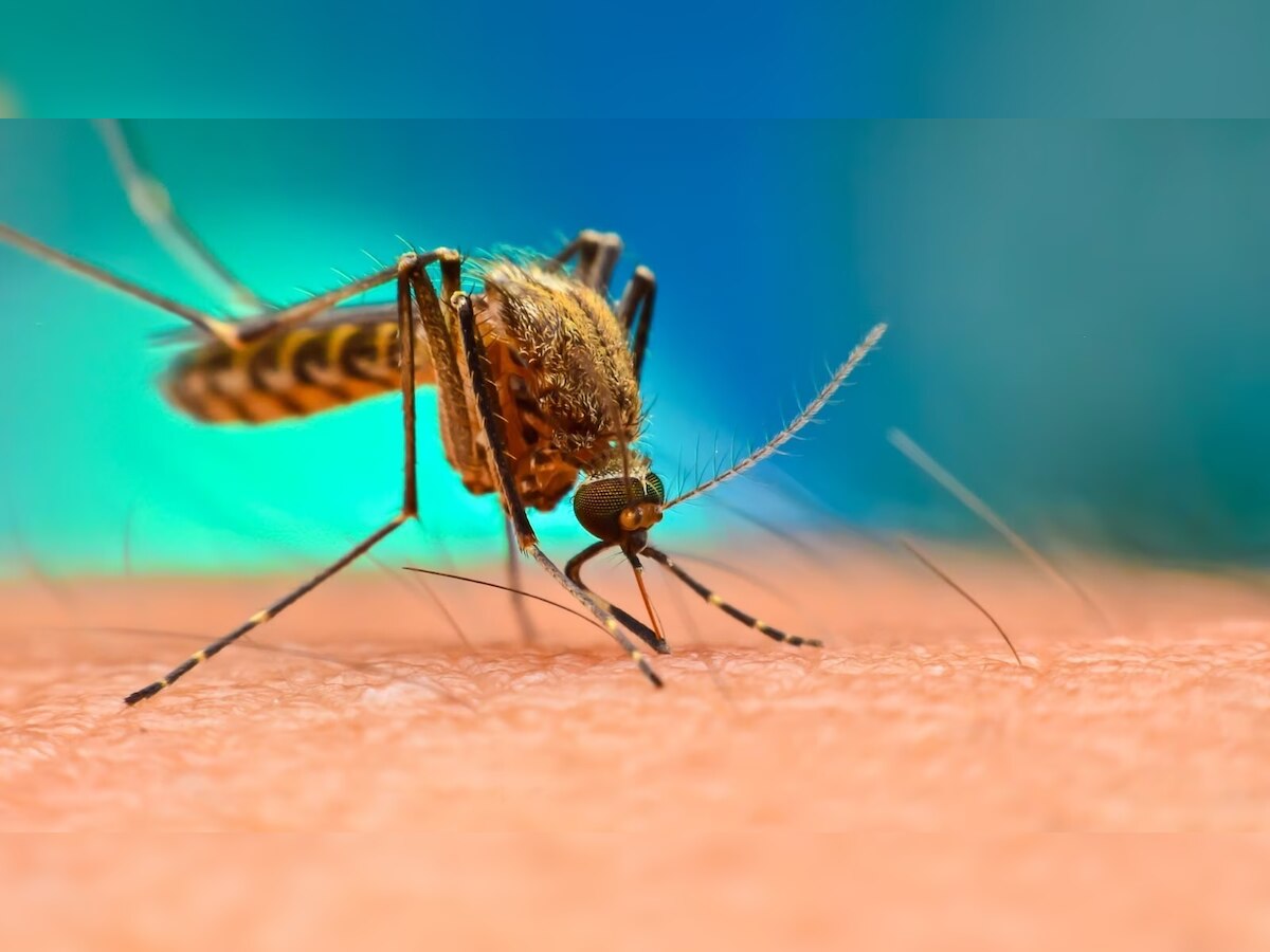 Ghaziabad News: गाजियाबाद में डेंगू के मरीजों का आंकड़ा पहुंचा 200 के पार, नगर निगम पर लापरवाही का आरोप
