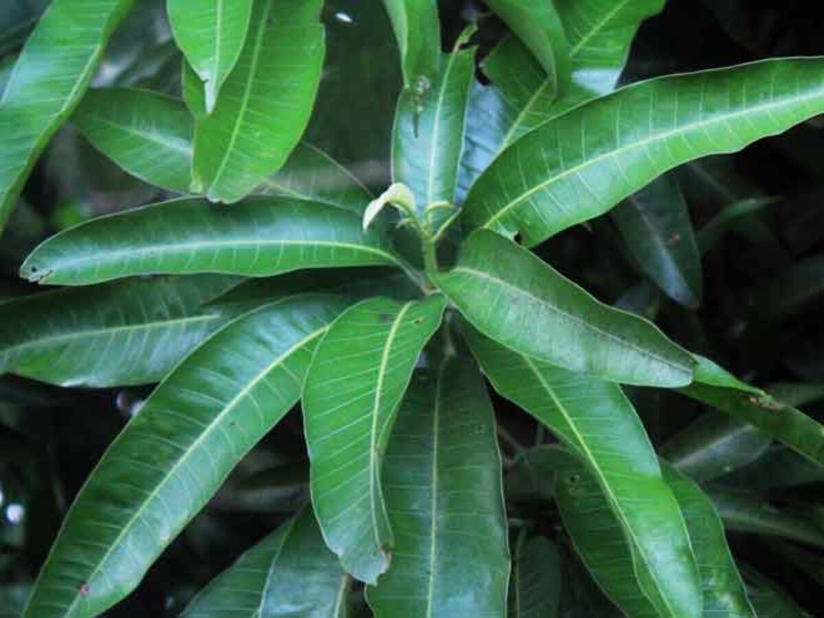 mango leaf remedies 