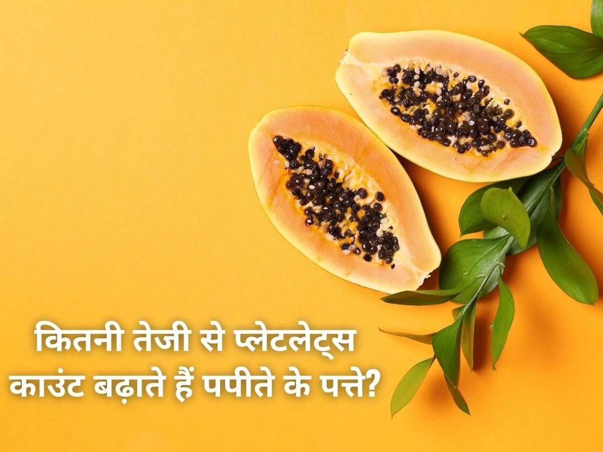 Papaya Leaf Benefits: पपीते के पत्ते कितनी तेजी से बढ़ाते हैं प्लेटलेट्स? डेंगू के मरीज इस तरह करें इस्तेमाल