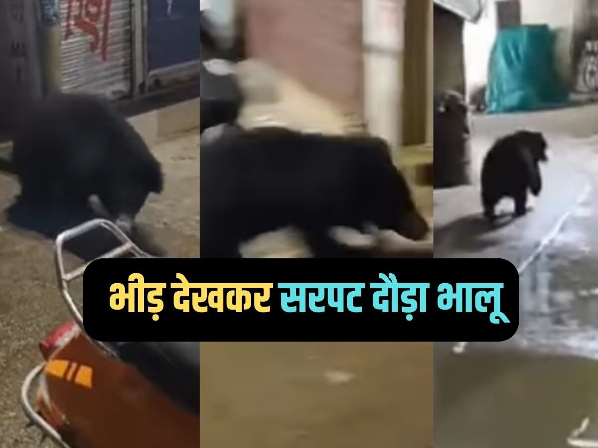 Rajasthan : माउंट आबू के बाजार में घुसा भालू, भीड़ देखकर भागा, देखें वीडियो