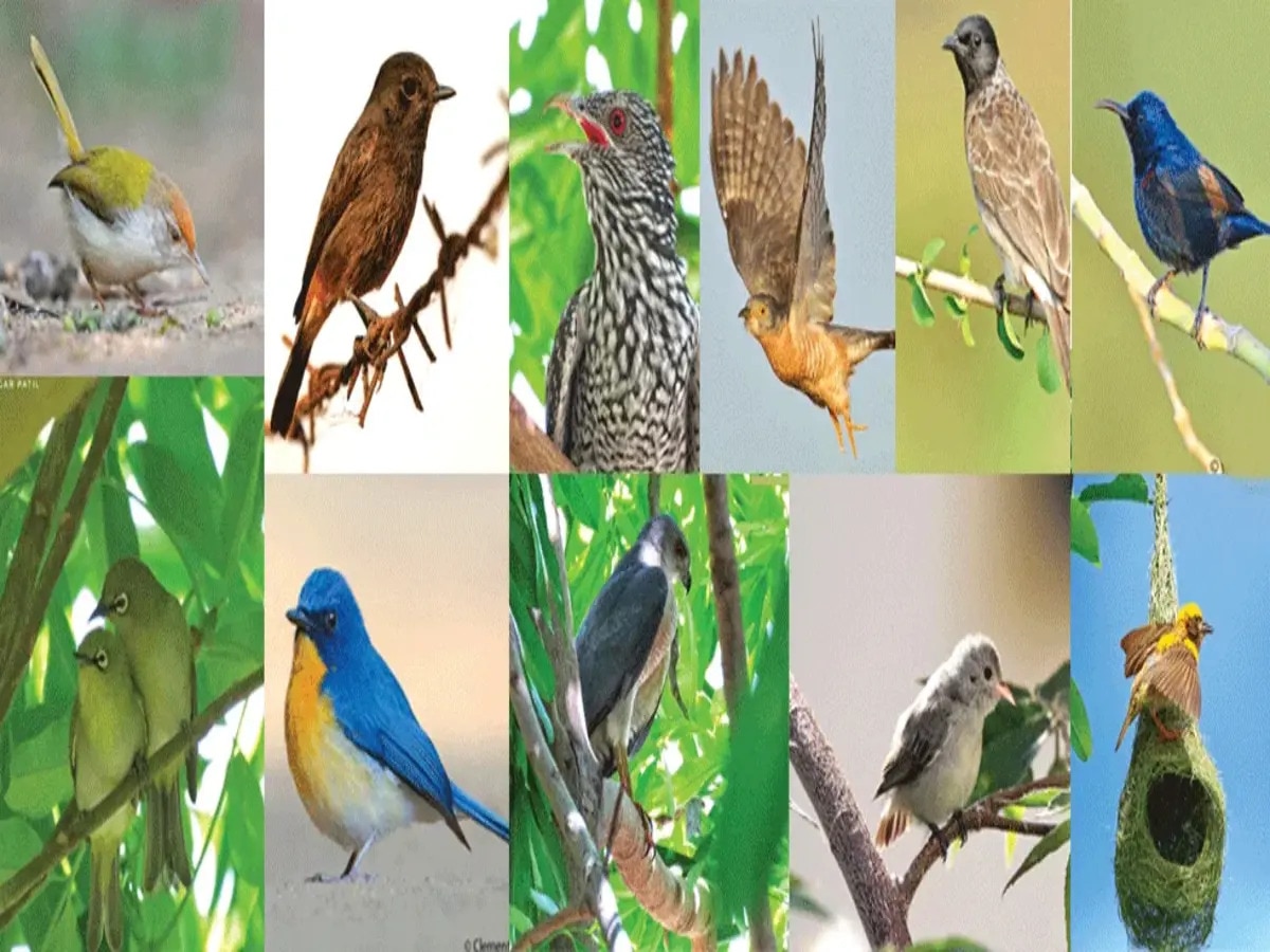 Bird Species in India: ଦେଶରେ ୬୦ ହ୍ରାସ ପାଇଛି ୩୩୮ ପ୍ରଜାତିର ପକ୍ଷୀ ସଂଖ୍ୟା, ଏହି ପକ୍ଷୀଙ୍କ ଉପରକୁ ମାଡ଼ି ଆସୁଛି ବିପଦ