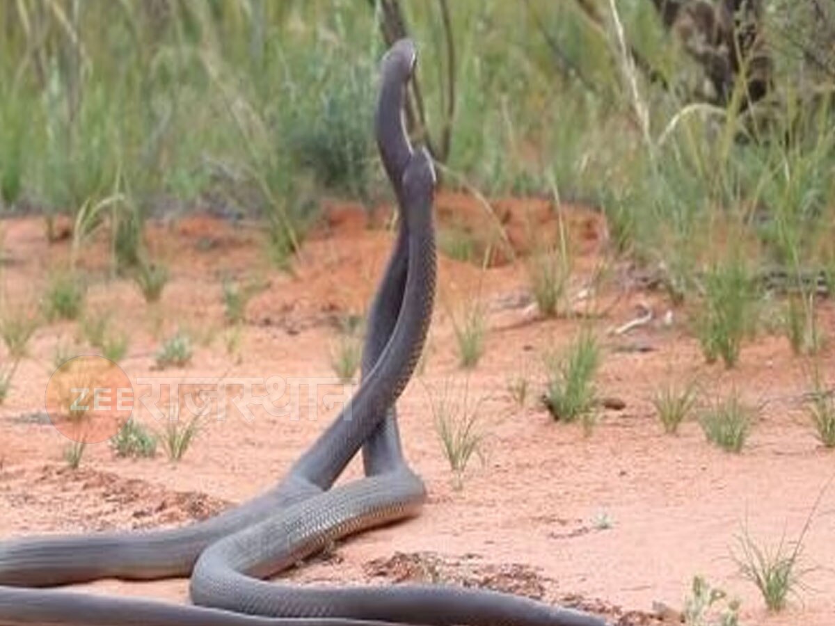 Viral Snake Video: चारों तरफ से कस के लपेटा और सांप ने दूसरे सांप को निगला, देखिए वीडियो