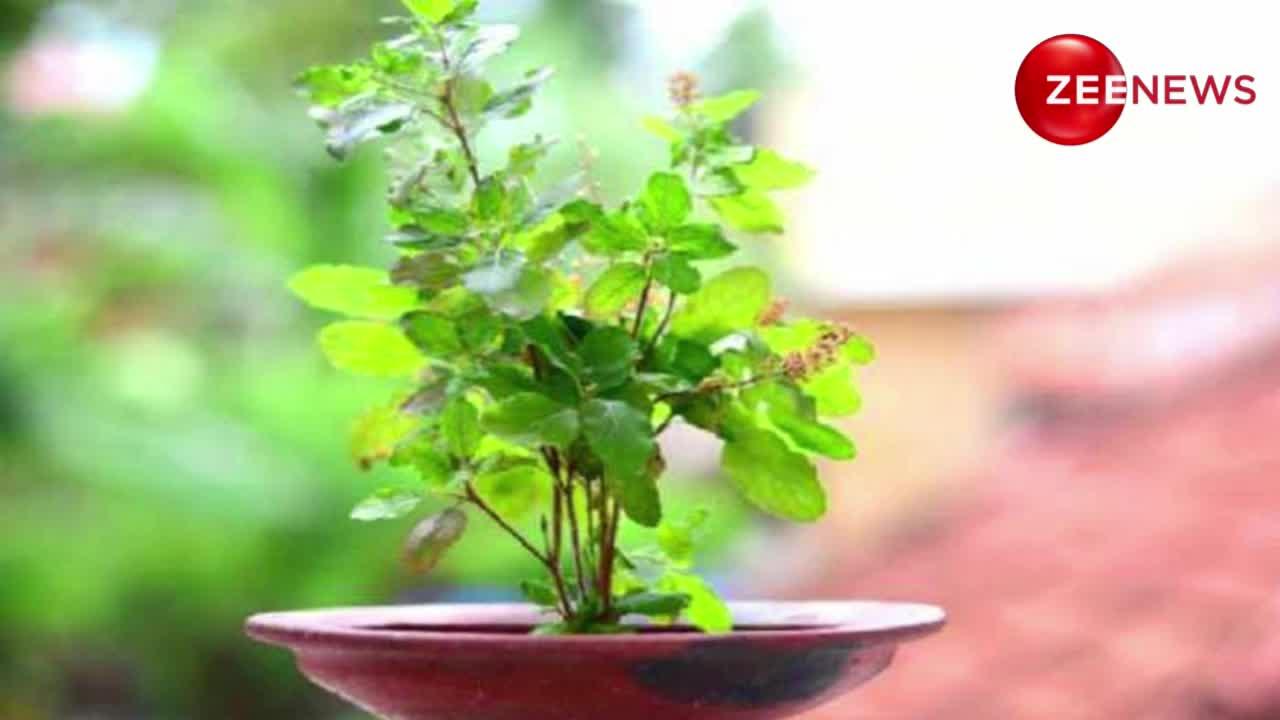 lucky-plant-which-plant-is-good-for-home-entrance-as-per-vastu-these