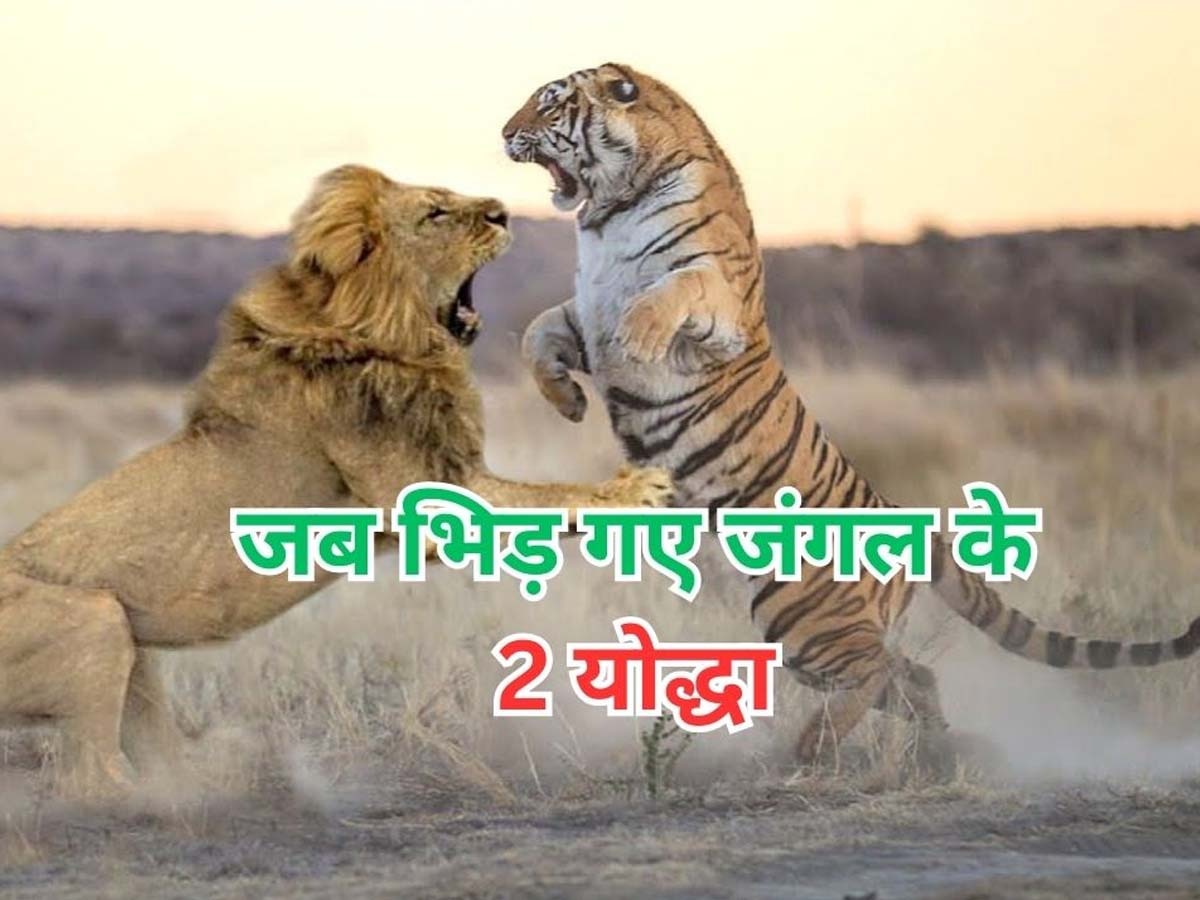 Lion vs Tiger Fight Video: शेर और बाघ की जबरदस्त फाइट, खून के प्यासे होकर किया हमला; देखें वीडियो