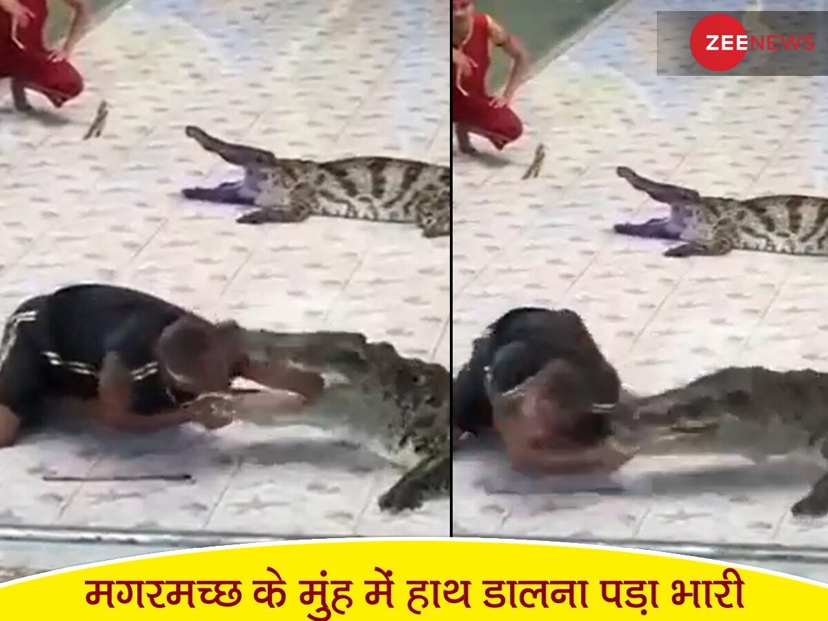 Crocodile Video: मगरमच्छ के मुंह में हाथ डालकर स्टंट दिखा रहा था शख्स, ताकतवर जबड़े से दबोचा और