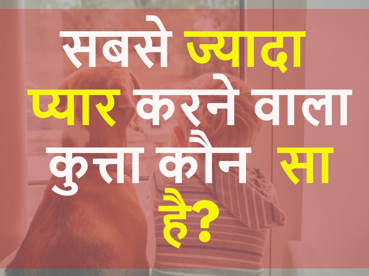 Quiz: सबसे ज्यादा प्यार करने वाला कुत्ता कौन सा है?