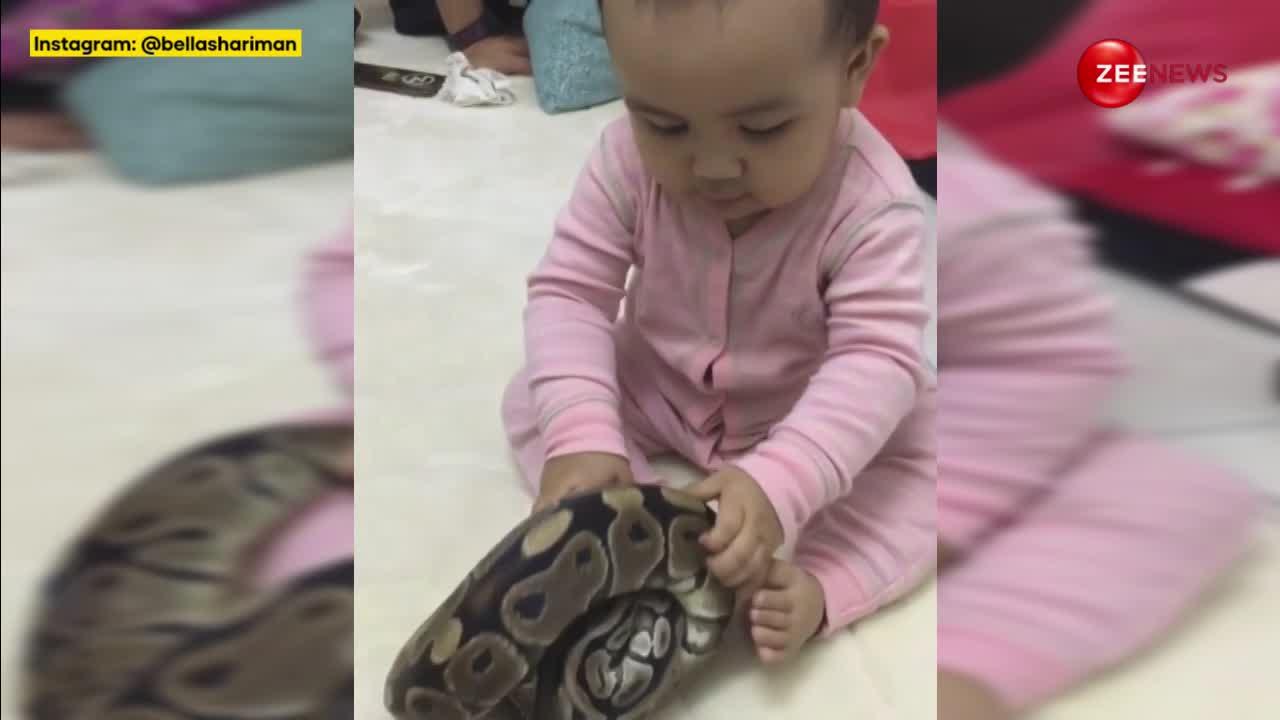 2 year old child seen playing with python mother shocked when he chewed ...