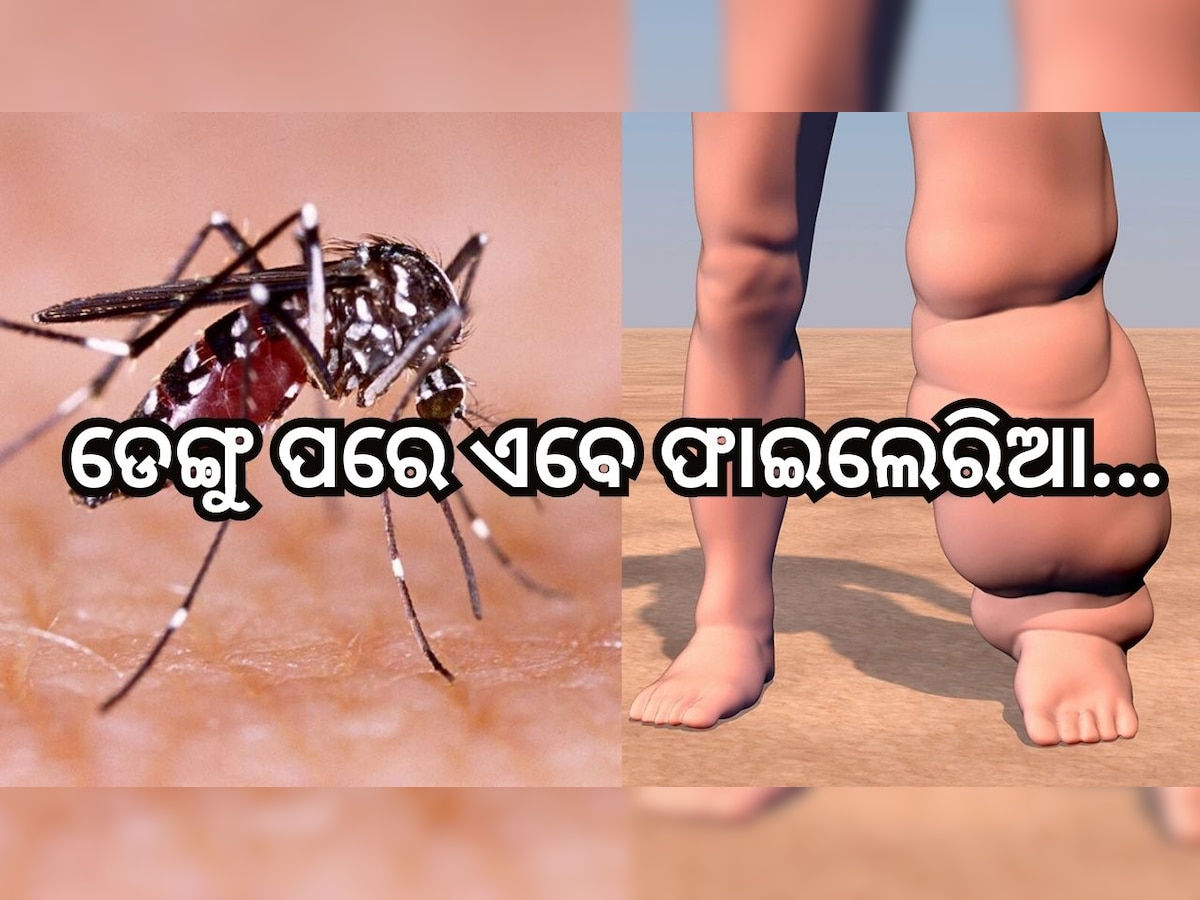 Dengue: ହୋଇଯାଆନ୍ତୁ ସତର୍କ! ଡେଙ୍ଗୁ ପରେ ଏବେ ଫାଇଲେରିଆ ଚିନ୍ତା..