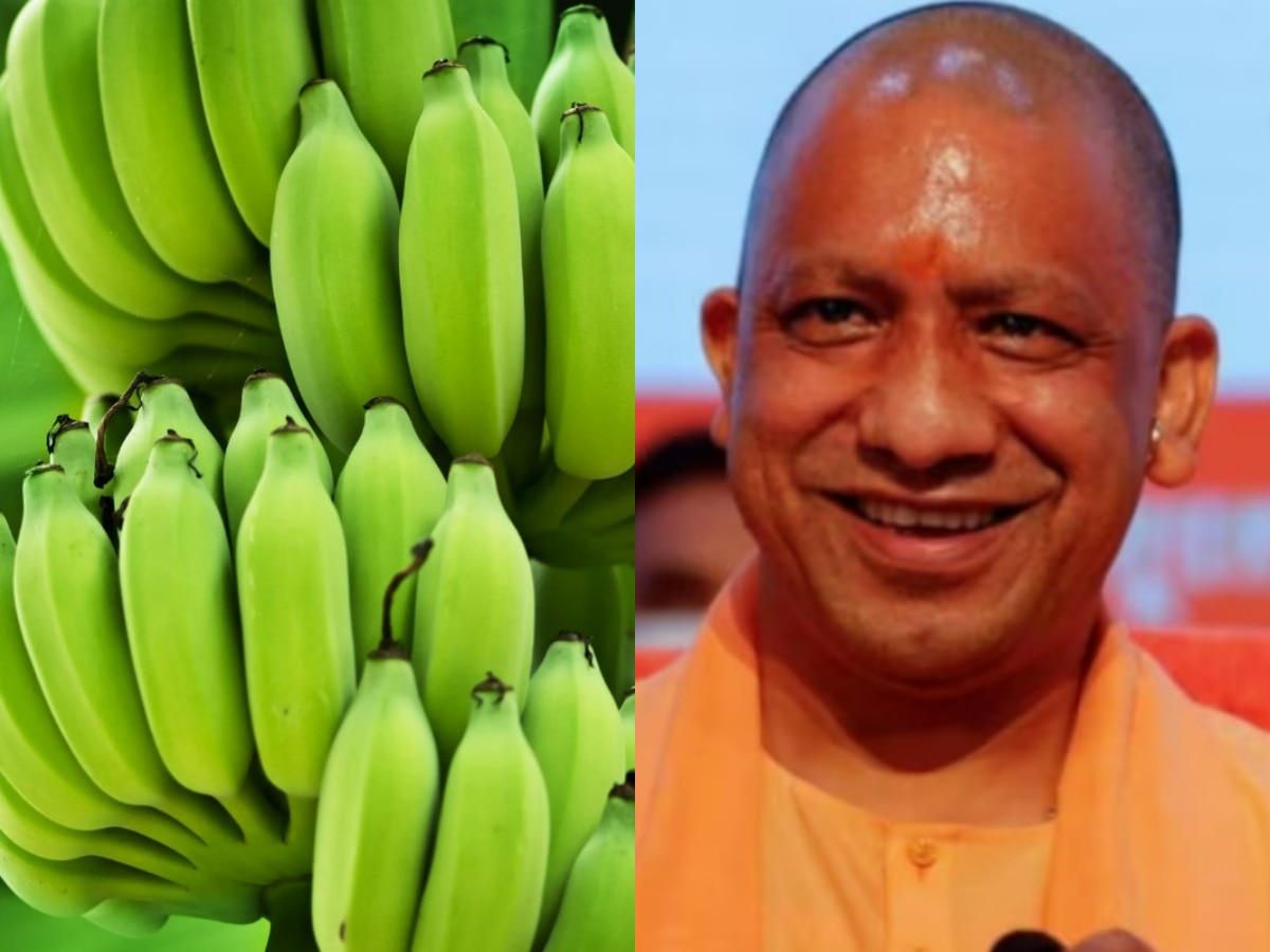 Ramchaura Banana: जानें रमचौरा केले की खासियत, कैसे नष्ट हुई केले की यह प्रजाति, योगी सरकार जीआई टैगिंग से करेगी पुनर्जीवित