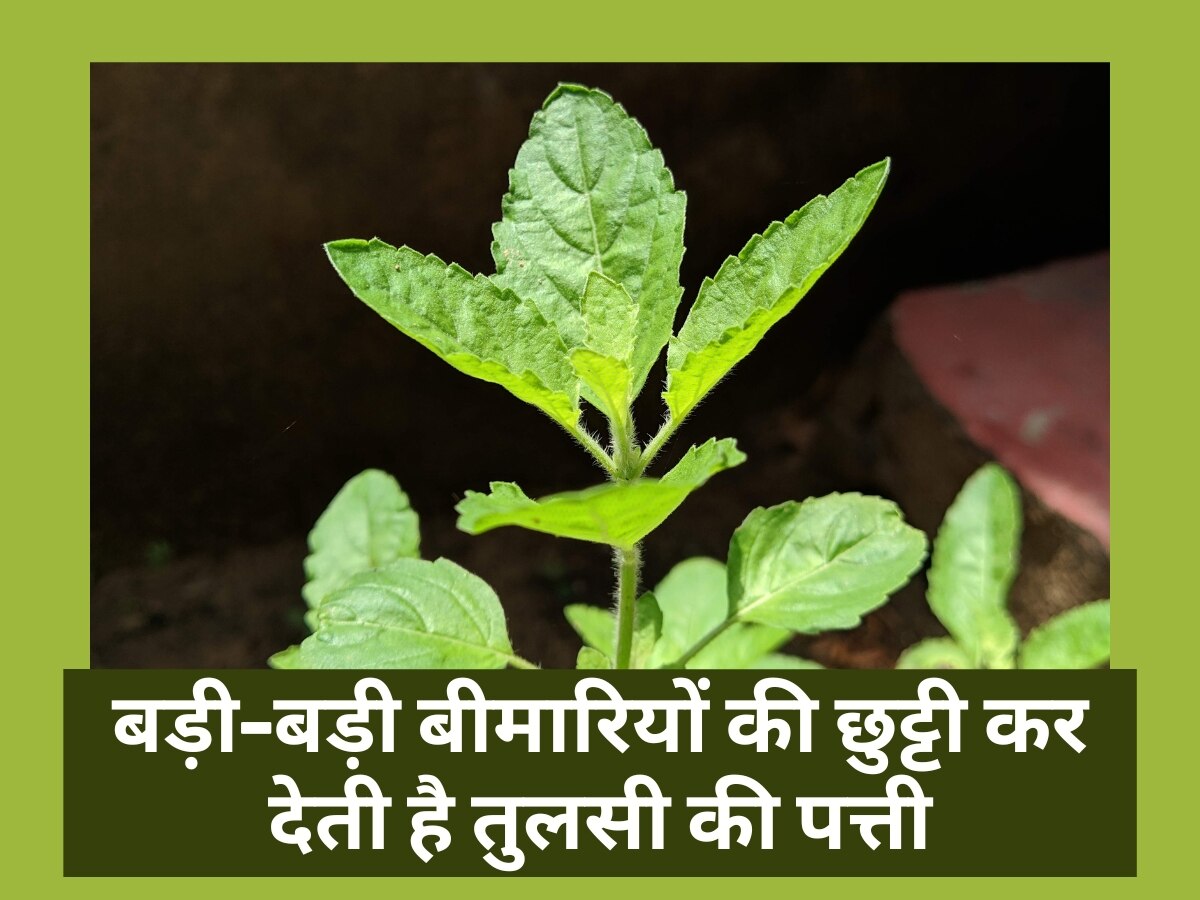 Tulsi leaves compound oleanolic acid cures many diseases basil leaves
