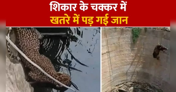 Pig and leopard trapped in well during Hunt in Khargone mp | MP News: आधी रात में शिकार के चक्कर में फंसी जान, कुएं में फंसे सूअर और तेंदुए का बुरा हाल, देखें वीडियो | Zee News Hindi