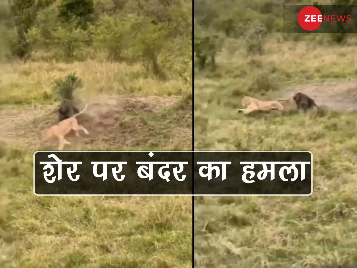 Viral Video: शेर ने चुपके से बंदर की फैमिली पर कर दिया हमला, फिर उलटे पैर भागने पर हुआ मजबूर