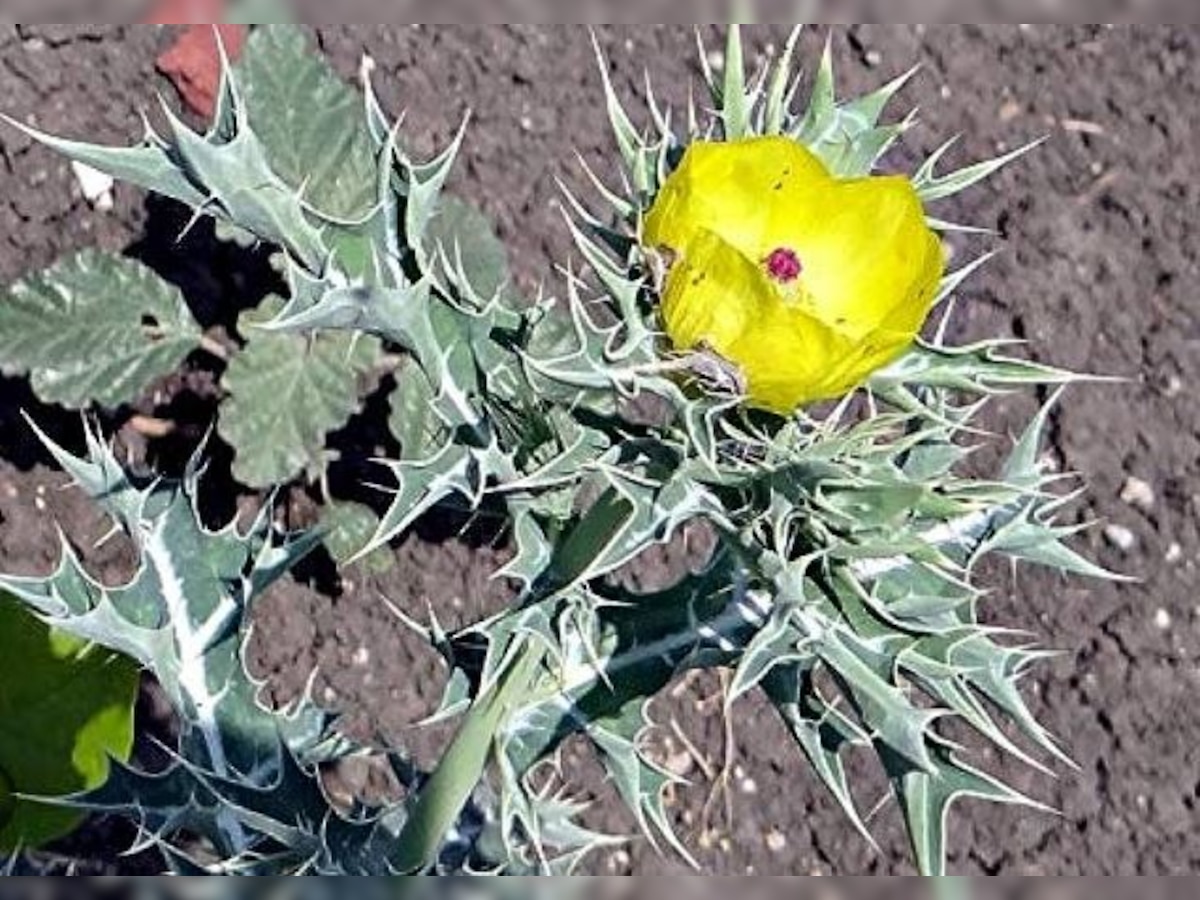 Satyanashi Plant Benefits: कांटों से भरा ये पौधा कई बीमारियों को करता है दूर, घर में भी उगाना आसान