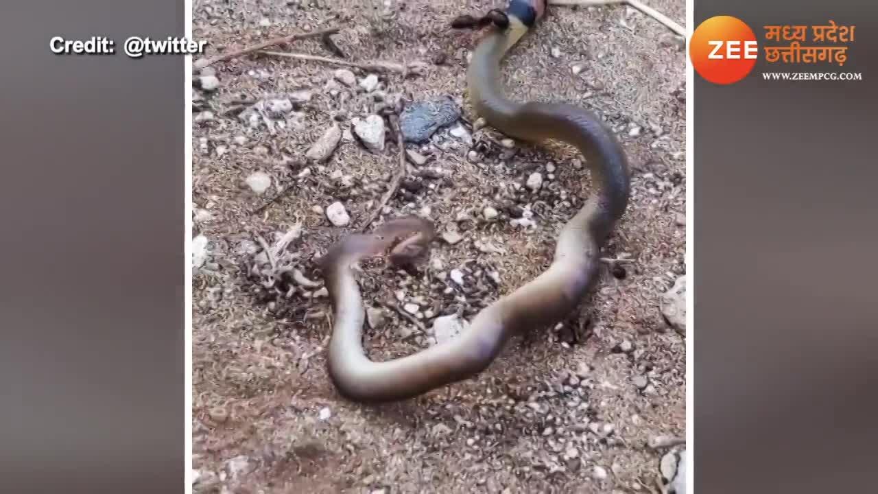 Cobra Video: काली चींटी से हार गया कोबरा सांप, एक डंक ने कर दिया बेहाल