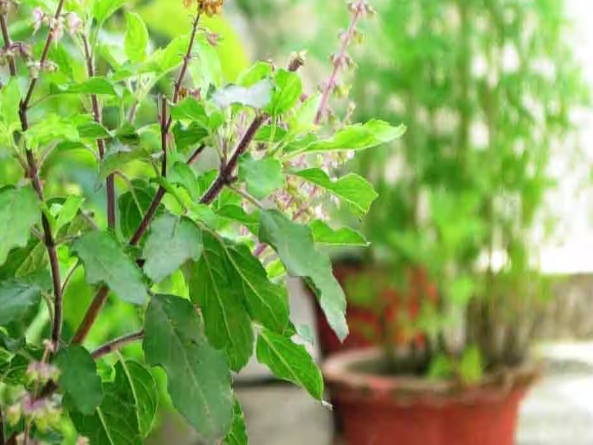 Tulsi Puja: जानें क्यों की जाती है तुलसी की पूजा, क्या हैं तुलसी पूजन के नियम 