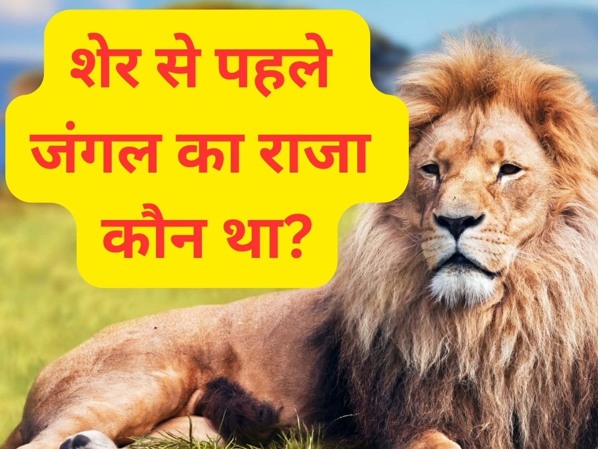 Quiz: शेर से पहले जंगल का राजा कौन था?