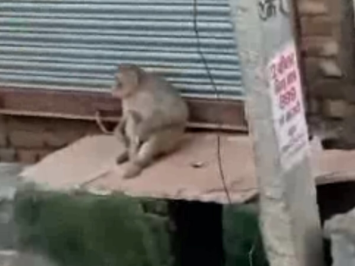 Delhi News: एक बंदर पूरे आया नगर पर पड़ रहा भारी, 50 लोगों को कर चुका घायल, दहशत में लोग