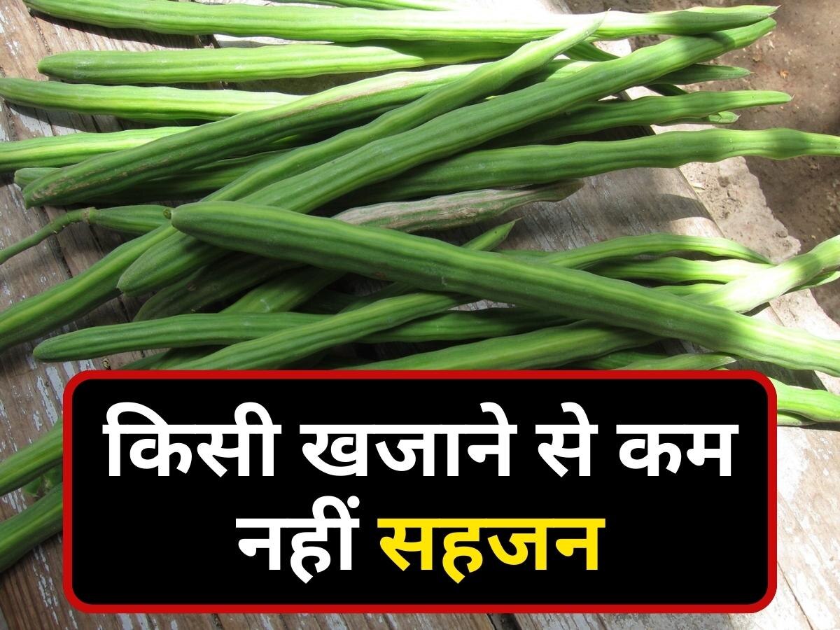 Drumsticks Benefits: Flavonoids से भरपूर सहजन किसी खजाने से कम नहीं, हमेशा जवां रहने के लिए इस तरह करें सेवन