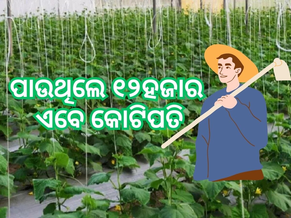 Success Story: ଛାଡିଲେ କମ୍ପାନୀର ୧୨ହଜାର ଟଙ୍କିଆ ଚାକିରୀ, ଚାଷ କରି ଲାଭ କଲେ କୋଟିଏ