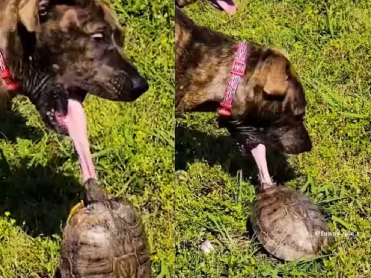 Pet Riding Turtle Watch: The dog was taking the turtle lightly, taught it a dreadful ...