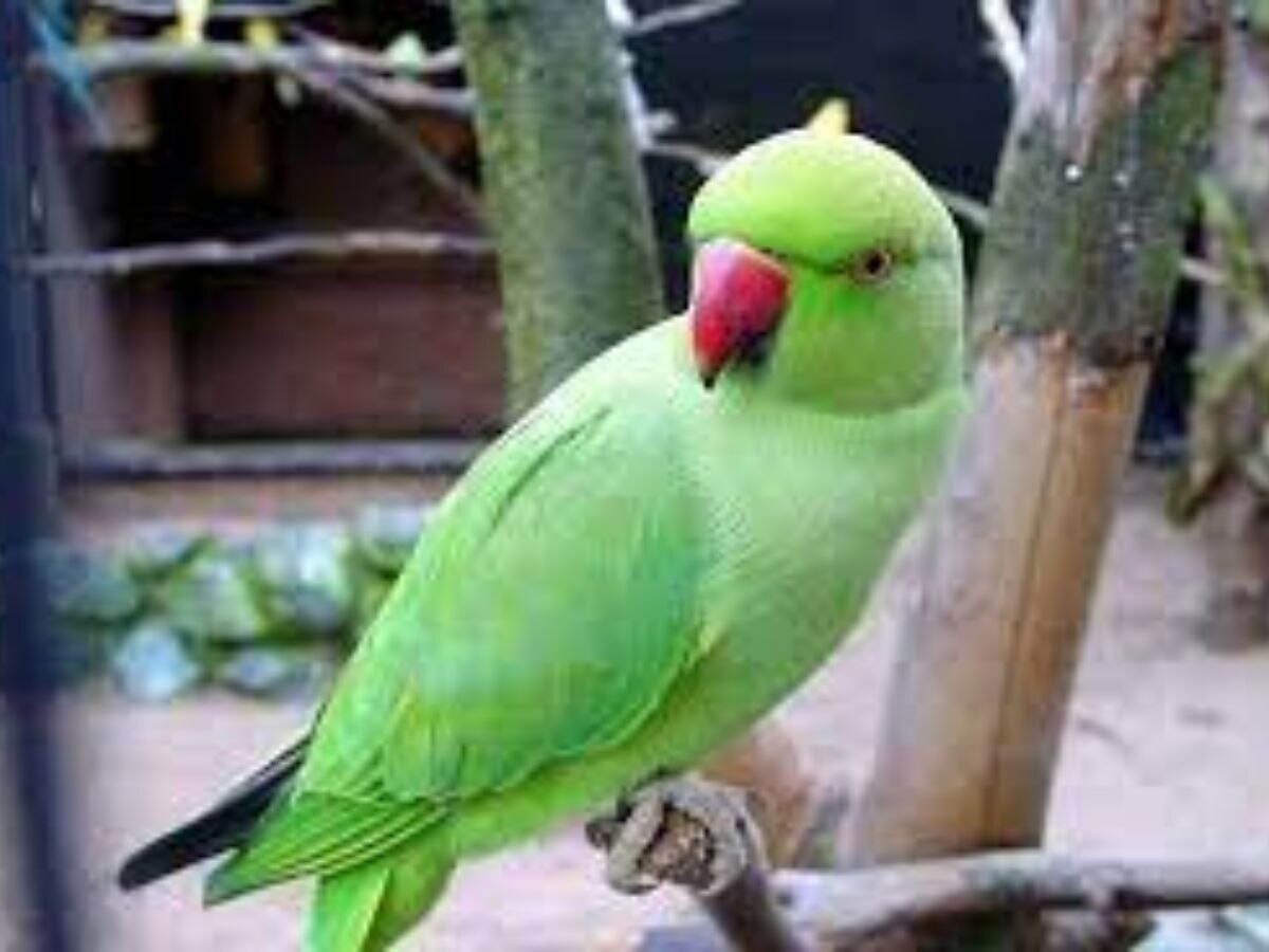 Parrot Missing in Meerut