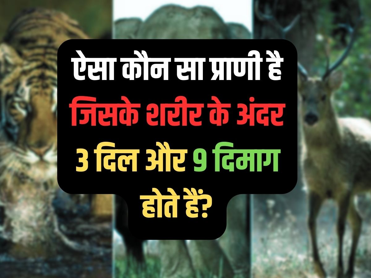 GK trending Quiz Which animal has 3 hearts and 9 brains inside its body