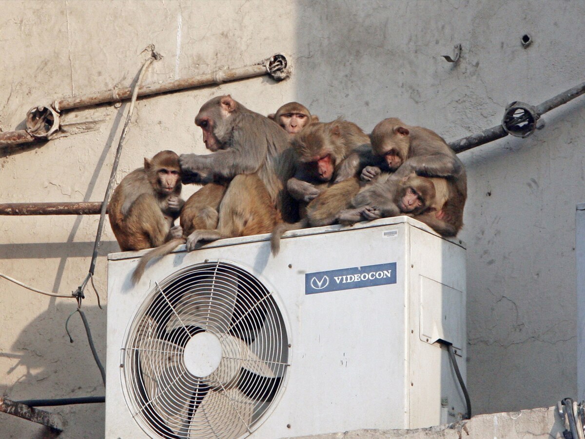 Is Animal Can Drink Air Conditioner Water Harmful Or Not क्या जानवरों