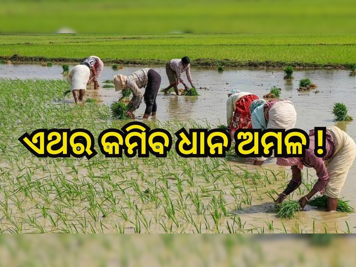 Less Rain Effect: ସ୍ବଳ୍ପ ବୃଷ୍ଟିପାତ ଓ ପାଗ ପ୍ରତିକୂଳ ଯୋଗୁ ଚଳିତବର୍ଷ କମିପାରେ ଧାନ ଅମଳ