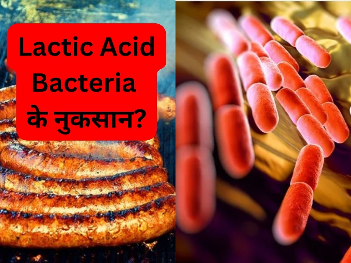 How Lactic Acid Bacteria in Processed Meat Curd Pickles Are Harmful For Health Gas Bloating