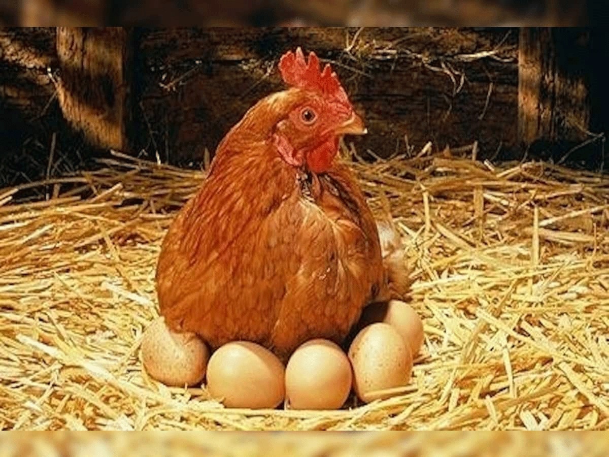Quiz: मुर्गी ने भारत-चीन के बॉर्डर पर अंडा दिया तो अंडा किसका होगा?