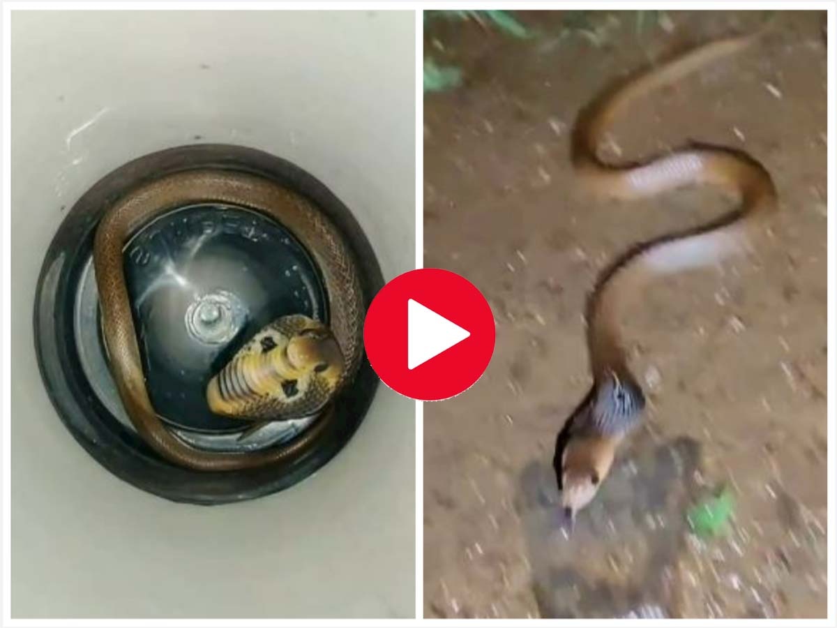 Snake Viral Video: नाग के बच्चे ने फैलाया फन, लड़की बोली क्यूट है, आप भी देखें