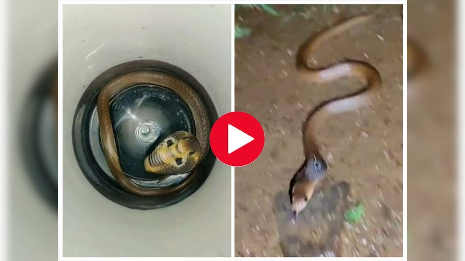 Snake Viral Video: नाग के बच्चे ने फैलाया फन, लड़की बोली क्यूट है, आप भी देखें