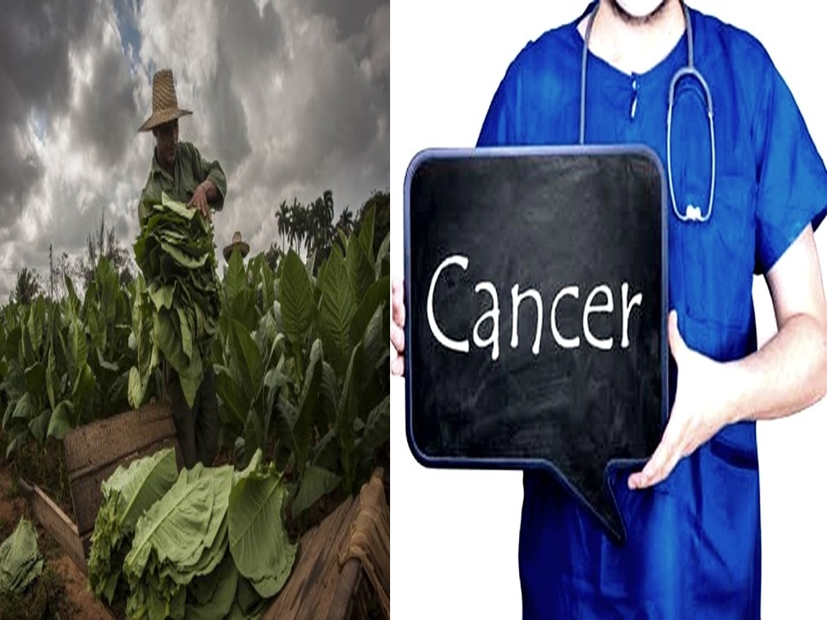 Cancer Treatment: अब कैंसर का खात्मा तंबाकू ही करेगा? हैरान करने वाली स्टडी आई सामने