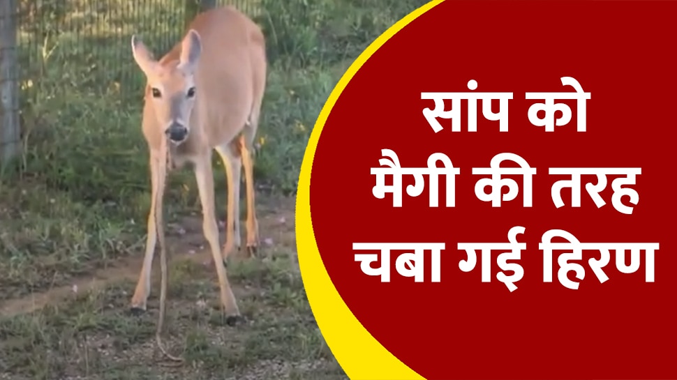 Deer information in clearance hindi