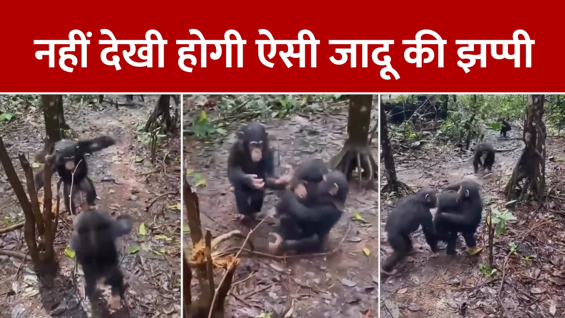 Chimpanzee babies gave each other magic hug wildlife video viral at ...