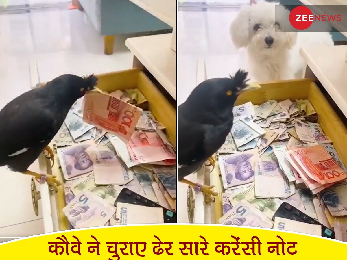 Video Viral: कौवा पड़ोसियों से चोरी करके ला रहा 'कड़कदार' नोट, मालिक के गल्ले में ऐसे छुपाकर रखा